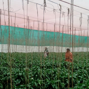 shednet-img